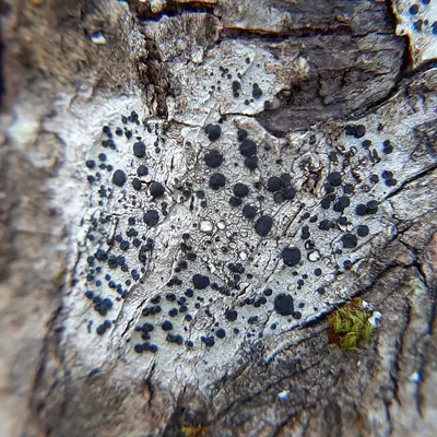 Disc lichen
