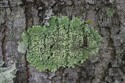Powdery medallion lichen