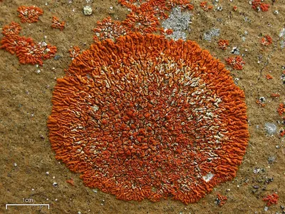Elegant orange wall lichen