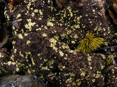 Golden dot lichen
