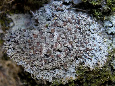 Bilimbia sabuletorum