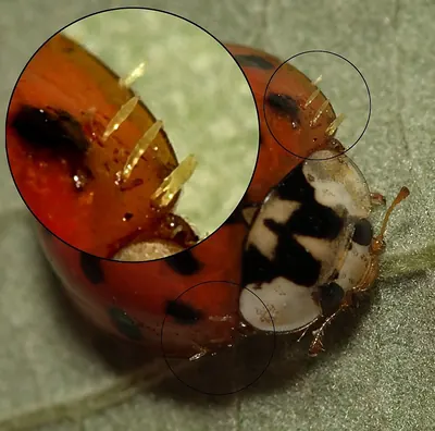 Hesperomyces virescens