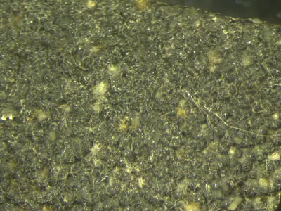 Lasiodiplodia theobromae
