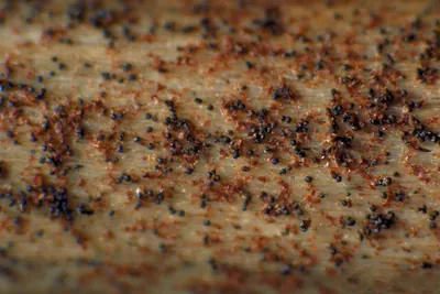 Macrophomina phaseolina
