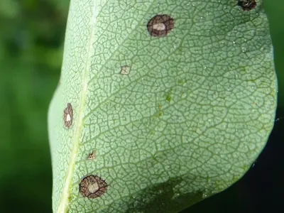 Mycosphaerella pyri