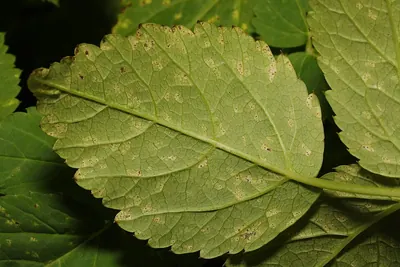 Mycosphaerella podagrariae