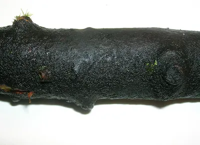 Baudoinia compniacensis