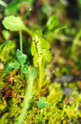 Scalloped moonwort