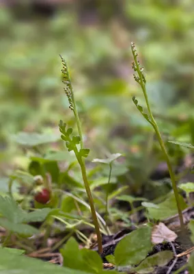 Stalked moonwort