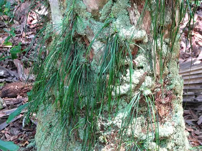 Shoestring fern