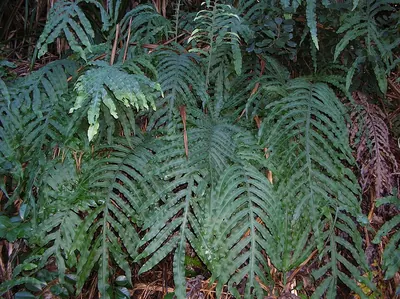 Golden polypody