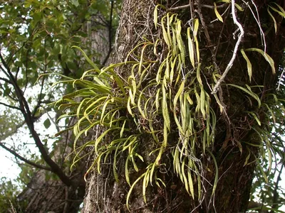 Weeping fern