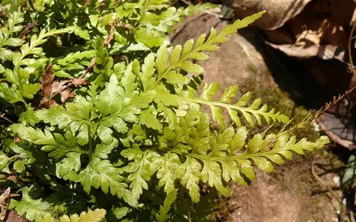 Black spleenwort