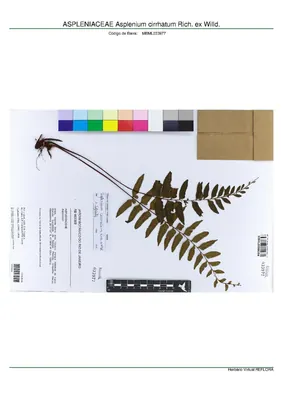 Chestnut scale spleenwort