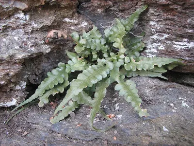 Lobed spleenwort