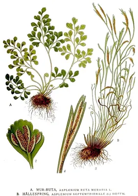 Wall-rue