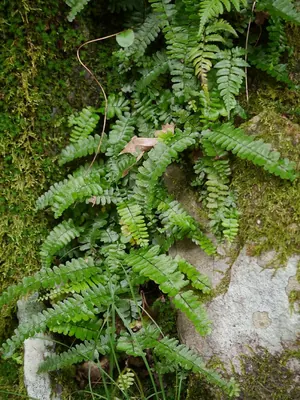 Rainforest spleenwort