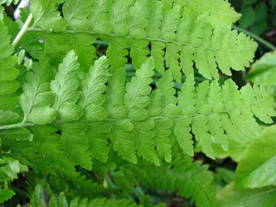 Limpleaf fern