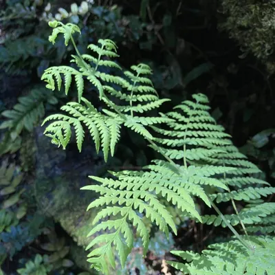 Batwing fern