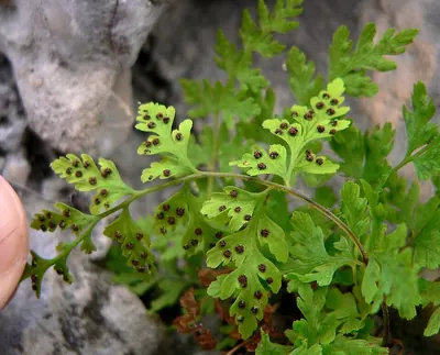 Bladder fern