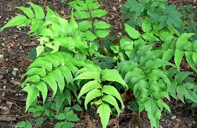 Japanese netvein hollyfern