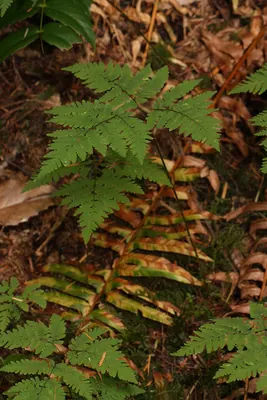 Common oak fern