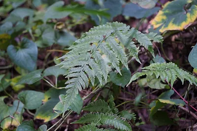 Japanese lady fern