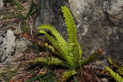 Northern hollyfern