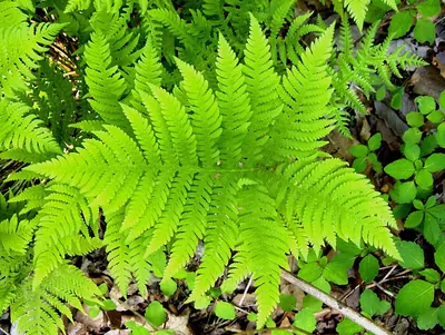 Broad beechfern