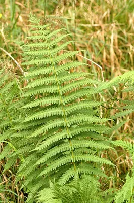 Lemon-scented fern