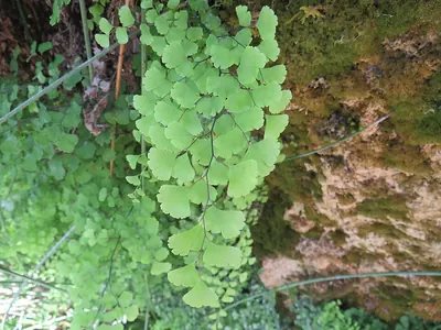 Black maidenhair