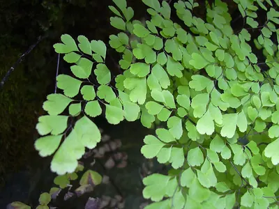 Delta maidenhair