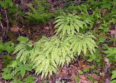 Northern maidenhair