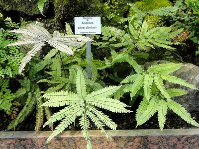 Glossy maidenhair
