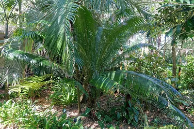 Cycad