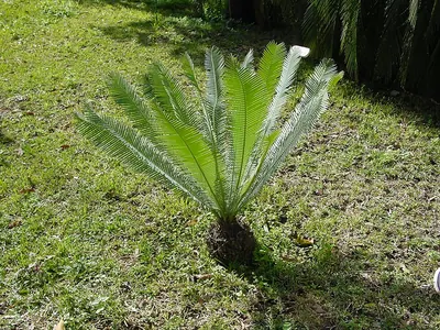 Cycad