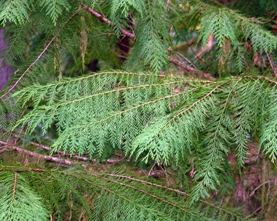 Lawson's Cypress