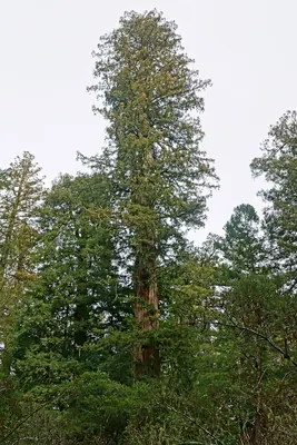 Coast Redwood
