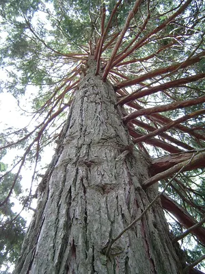 California Incense-cedar