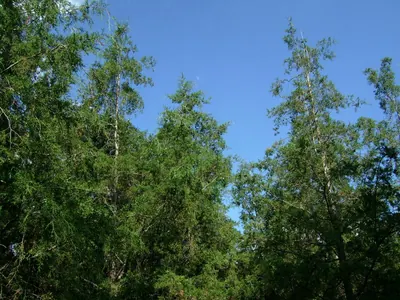 Mexican Cypress