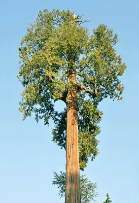 Western Redcedar