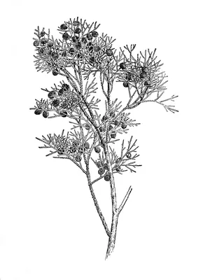 West Indies Juniper