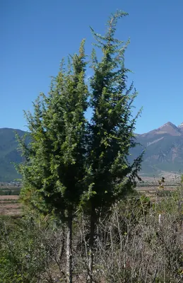 Prickly Cypress