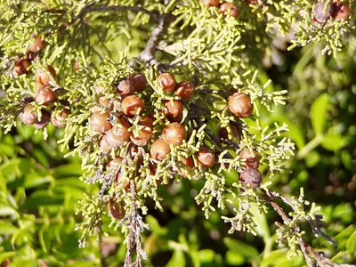Phoenician Juniper
