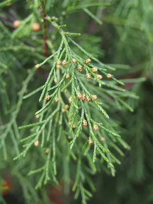 Xinjiang Juniper