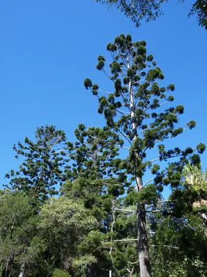 Colonial Pine