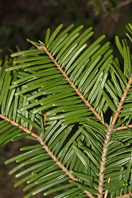 Grand Fir