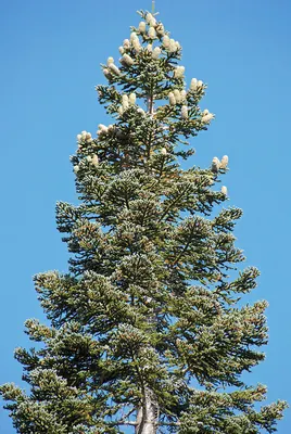 California red fir
