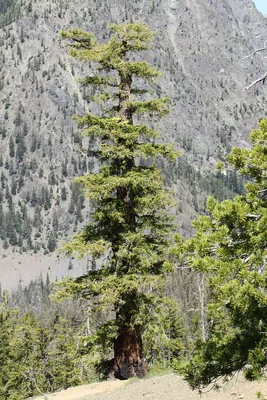 Douglas-fir