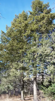 Eastern Hemlock